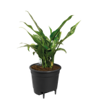 self-watering insert 17cm living noir